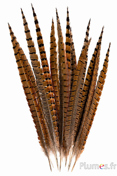Fagiano di Colchide - 35-45 cm - naturale